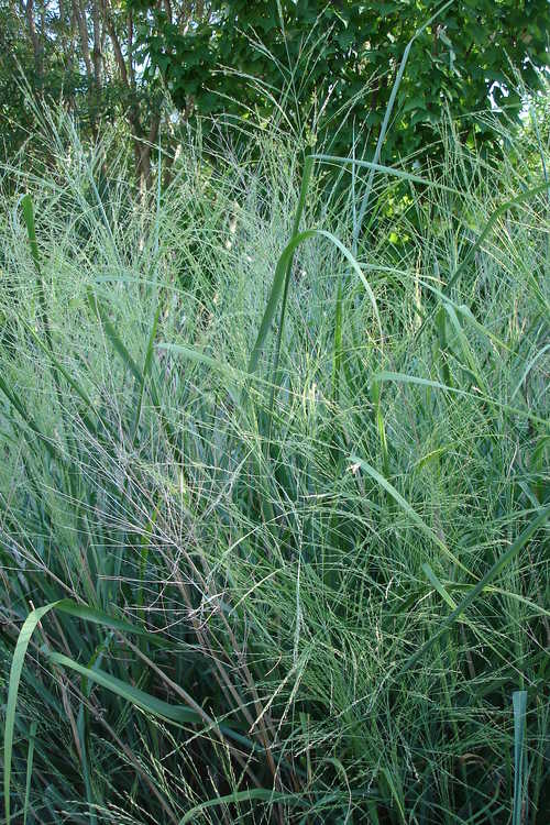 Panicum virgatum 'Cloud Nine' (common switch grass)