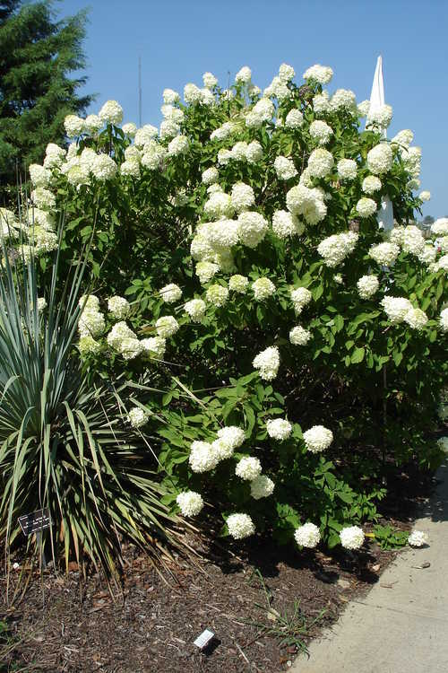 Hydrangea paniculata 'Limelight' (panicled hydrangea)