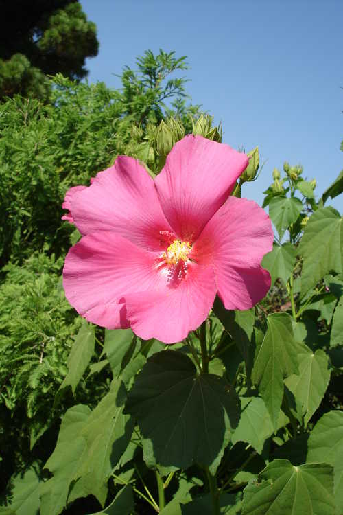 Hibiscus paramutabilis (everblooming Confederate rose)