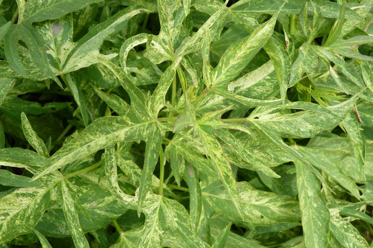 Ipomoea batatas 'Sweet Caroline Green Yellow' (ornamental sweet potato)