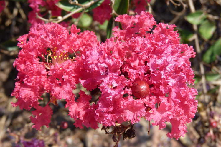Lagerstroemia indica 'Red Filli' (miniature crepe myrtle)
