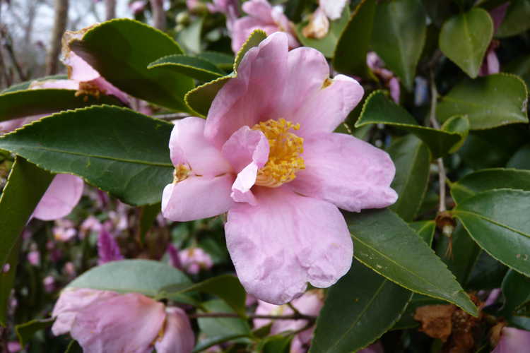 Camellia 'Carolina Moonmist' (Cochran hybrid camellia)