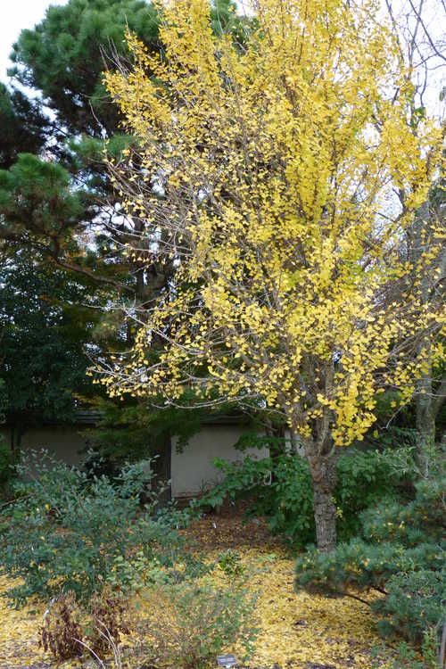 Ginkgo biloba 'Tschi Tschi' (maidenhair tree)