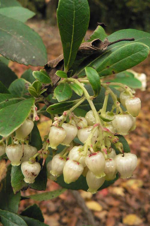 Arbutus unedo 'Compacta' (compact strawberry tree)