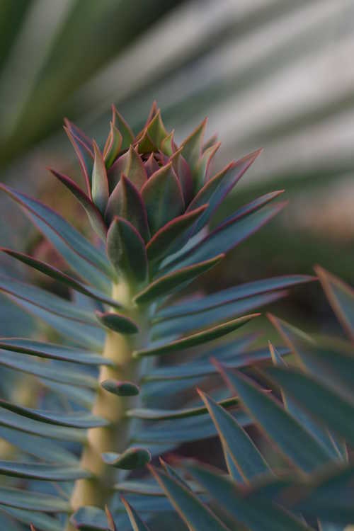 Euphorbia rigida (rigid spurge)