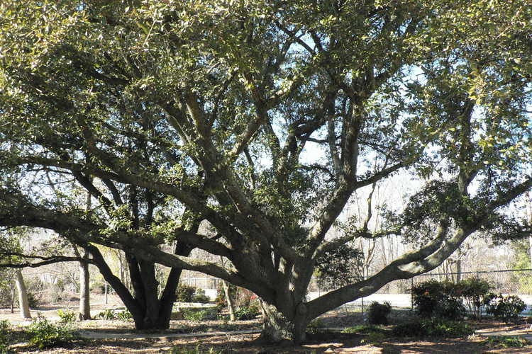 Quercus virginiana (live oak)