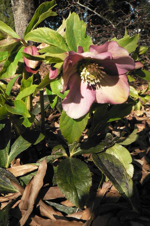 Helleborus ×hybridus (mid-pink shades) (Lenten rose)