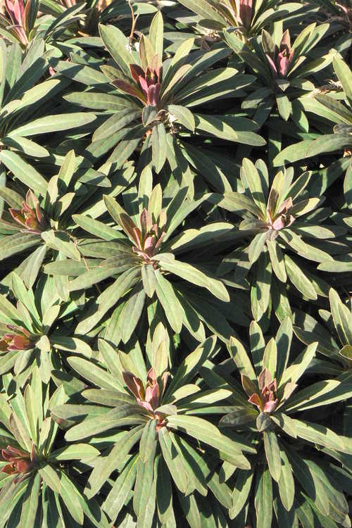 Euphorbia 'Charam' (redwing spurge)