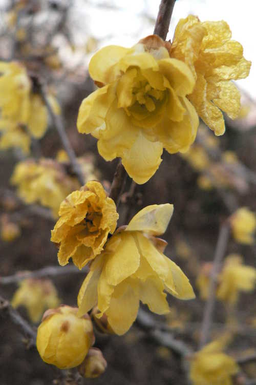 Chimonanthus praecox 'Luteus' (fragrant wintersweet)