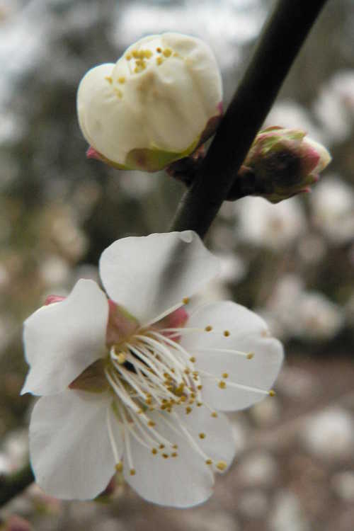 Prunus mume 'Tojibai' (white Japanese flowering apricot)