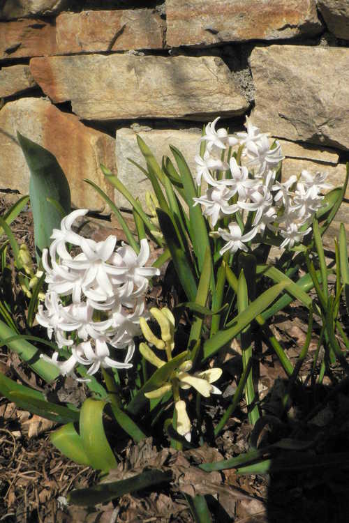 Hyacinthus orientalis 'White Festival' (garden hyacinth)