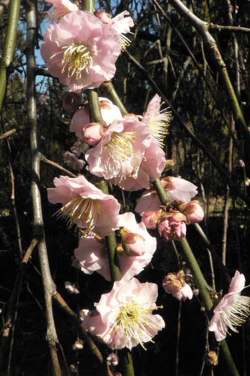 Prunus mume 'W. B. Clarke' (weeping Japanese flowering apricot)