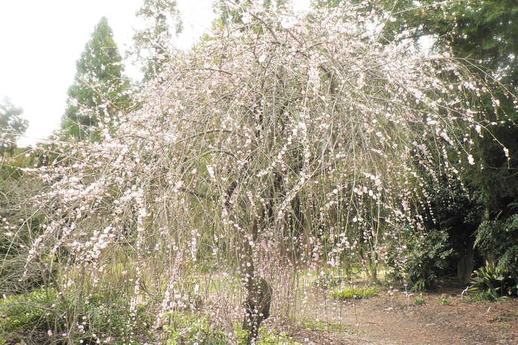 Prunus mume 'W. B. Clarke' (weeping flowering apricot)