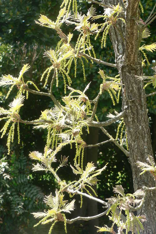 Quercus dentata 'Pinnatifida' (cutleaf Japanese emperor oak)