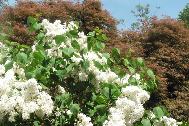 Syringa 'Betsy Ross' (hybrid lilac)