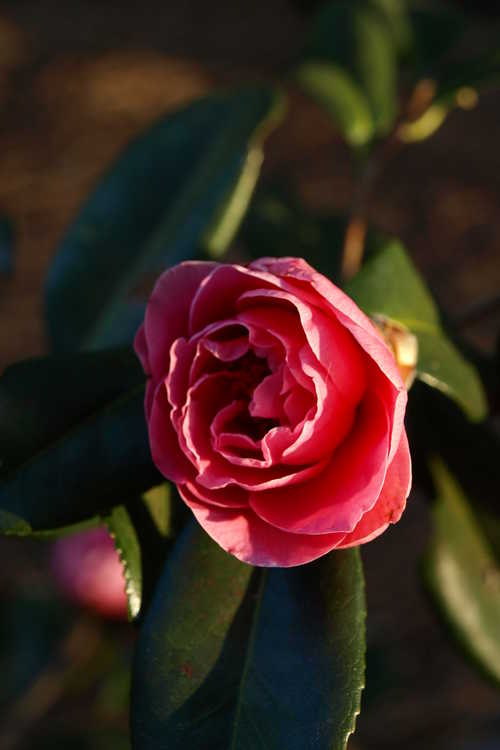 Camellia ×vernalis 'Egao Corkscrew' (contorted vernal camellia)