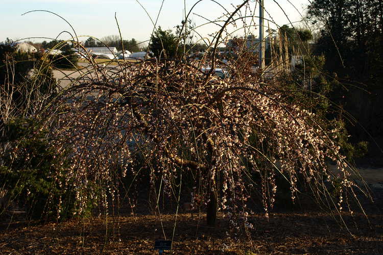Prunus mume 'Bridal Veil' (weeping flowering apricot)