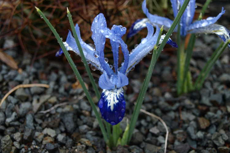 Iris [Reticulata Group] 'Spring Time' (netted iris)