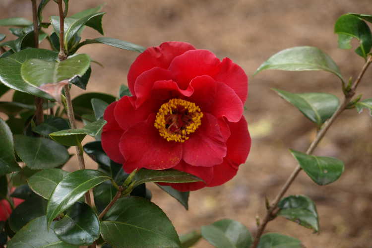 Camellia japonica 'Dr. J.C. Raulston' (Japanese Camellia)