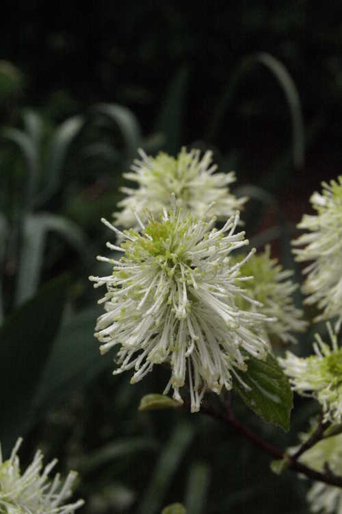 Fothergilla ×intermedia 'Klmtwo' (Beaver Creek witch-alder)
