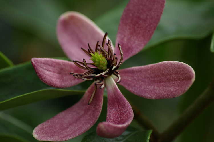 Magnolia figo var. crassipes 'Purple Queen' (purple-flowered banana shrub)