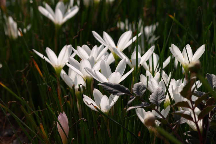 Zephyranthes candida (white rain-lily)