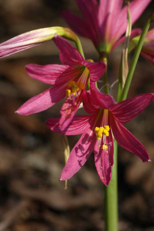 Rhodophiala bifida var. spathacea (pink oxblood-lily)