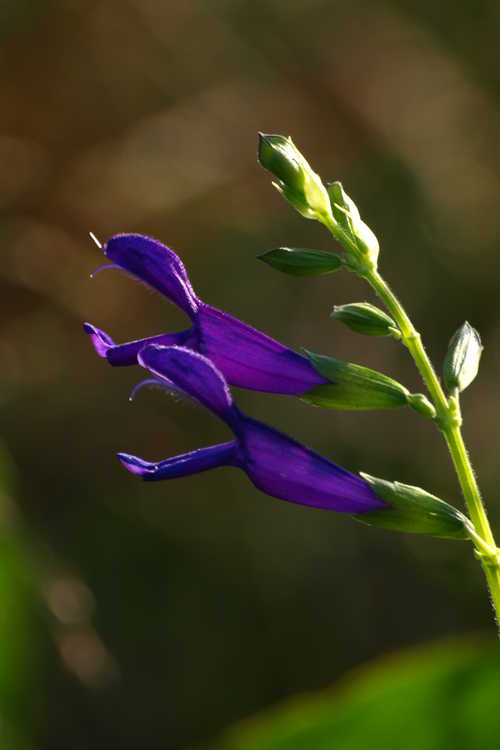 Salvia 'Jean's Purple Passion' (hybrid sage)
