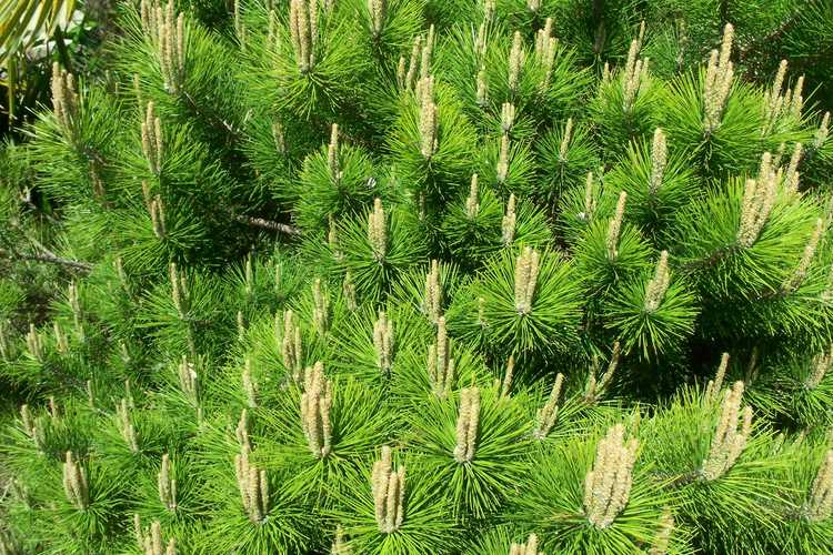 Pinus thunbergii 'Banshosho' (dwarf Japanese black pine)