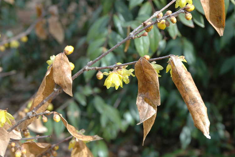 Chimonanthus praecox 'Luteus' (fragrant wintersweet)