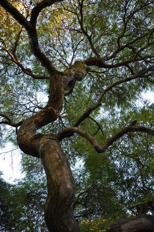 Acer palmatum Dissectum Atropurpureum Group (red lace-leaf Japanese maple)
