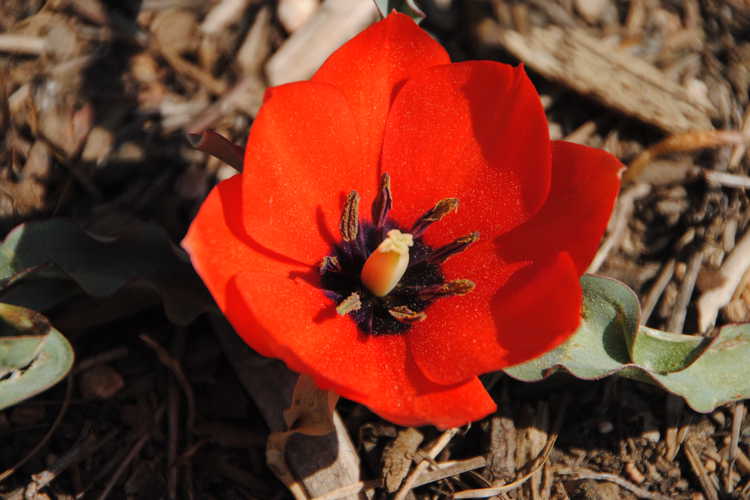 Tulipa humilis 'Red Hunter' (botanical tulip)