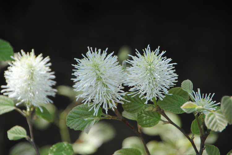 Fothergilla ×intermedia 'Klmtwo' (Beaver Creek fothergilla)