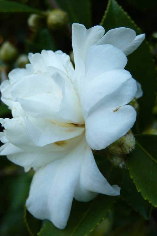 Camellia 'Snow Flurry' (Ackerman hybrid camellia)