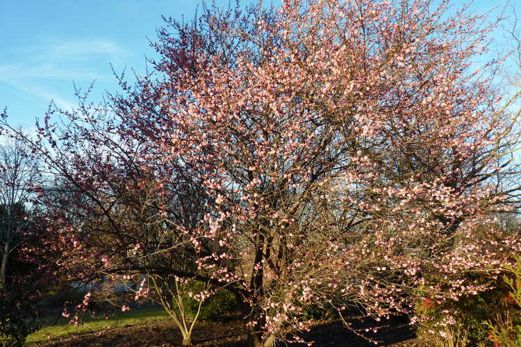 Prunus mume 'Bonita' (pink Japanese flowering apricot)