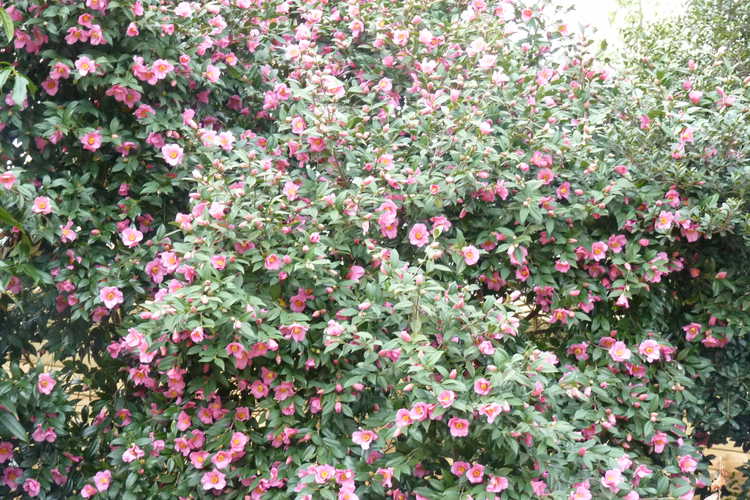 Camellia ×williamsii 'Mary Christian' (Williamsii camellia)