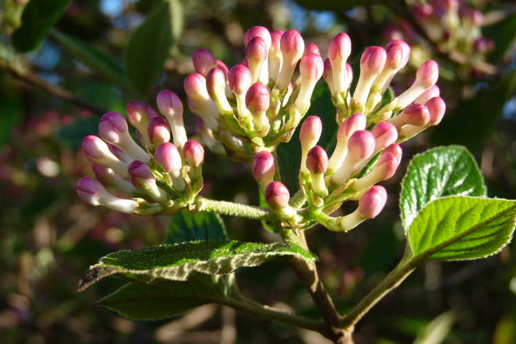 Viburnum ×burkwoodii 'Mohawk' (Egolf hybrid Burkwood viburnum)