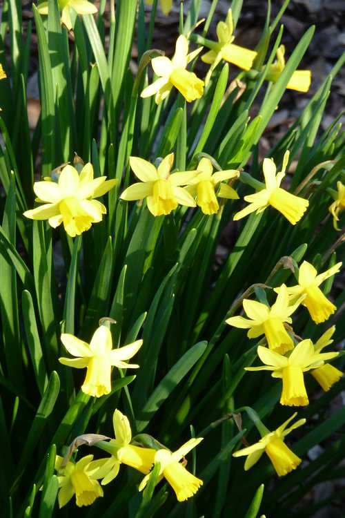 Narcissus 'Tête-à-Tête' (miniature daffodil)