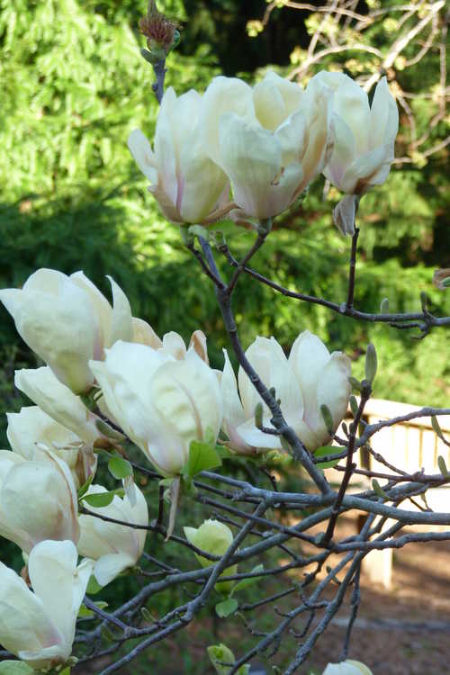 Magnolia 'Yellow Lantern' (yellow magnolia)