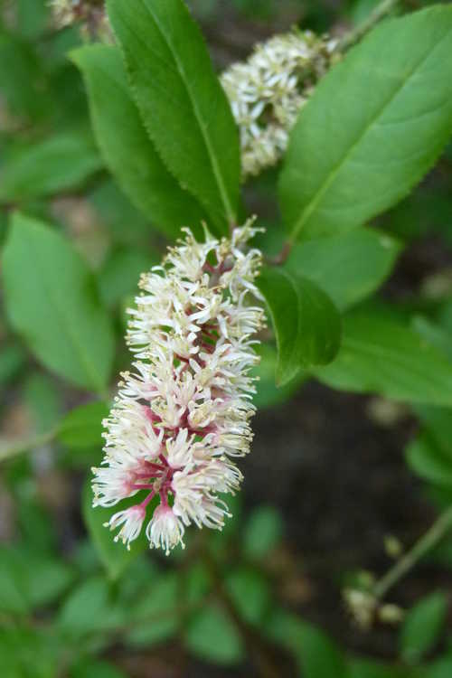 Itea japonica (Japanese sweetspire)