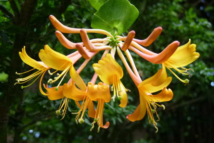 Lonicera 'Mandarin' (orange honeysuckle)