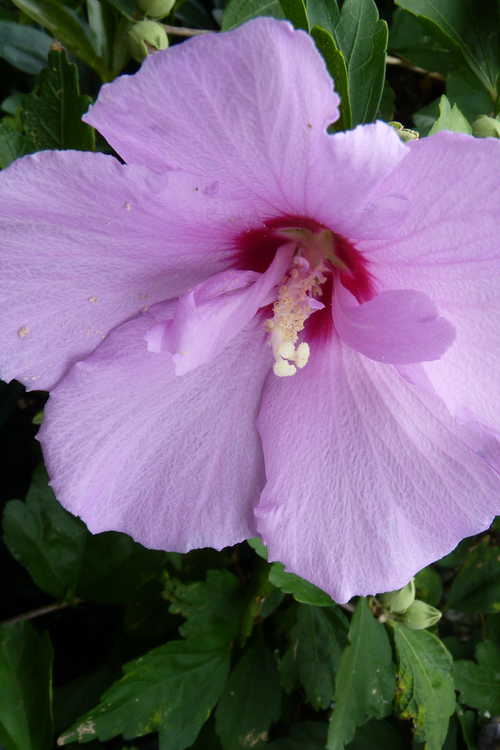 Hibiscus syriacus 'Notwoodone' (Lavender Chiffon rose-of-Sharon)