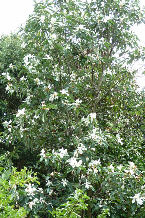 Magnolia maudiae (smiling forest michelia)