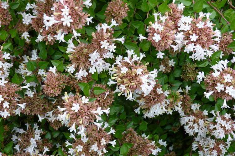 Abelia ×grandiflora 'Rose Creek' (glossy abelia)