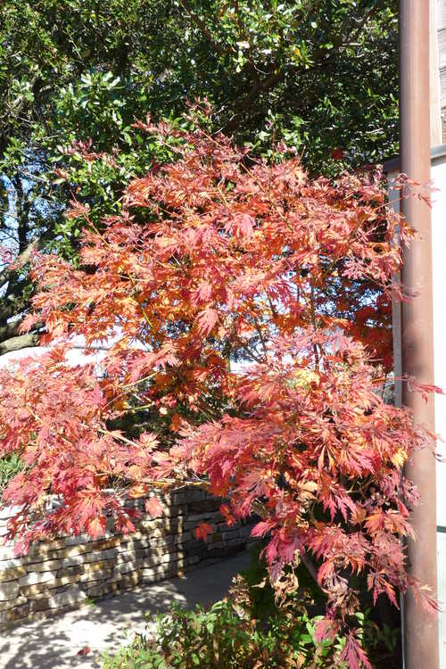 Acer japonicum 'Filicifolium' (fern-leaf maple)