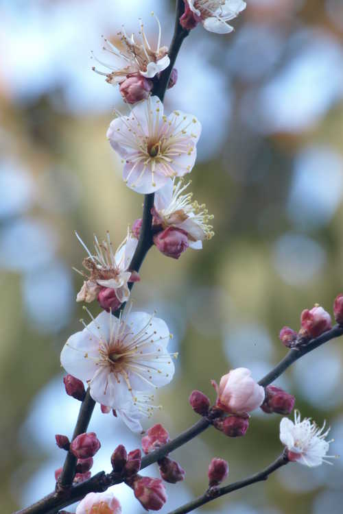 Prunus mume 'Trumpet' (pink Japanese flowering apricot)