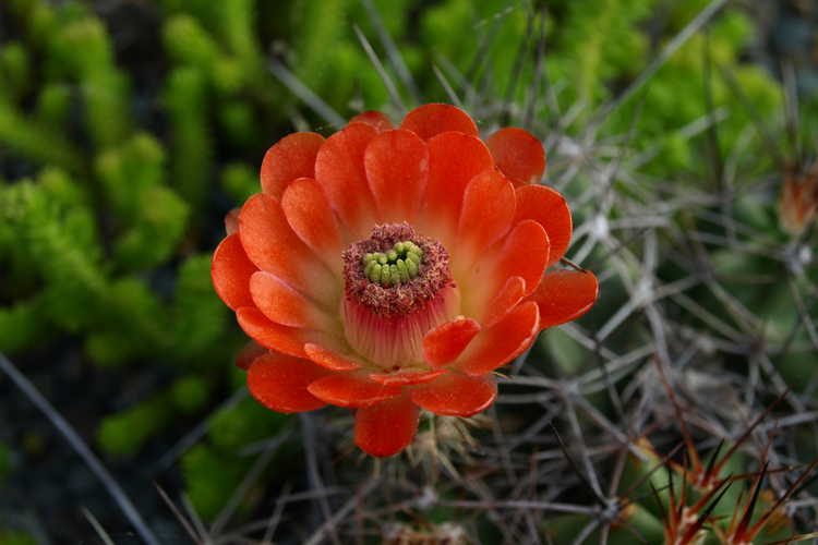 Echinocereus triglochidiatus (Alpine Texas form) (claret cup hedgehog cactus)