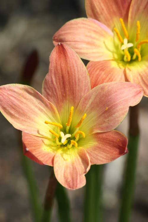 Zephyranthes 'Paul Niemi' (rain-lily)