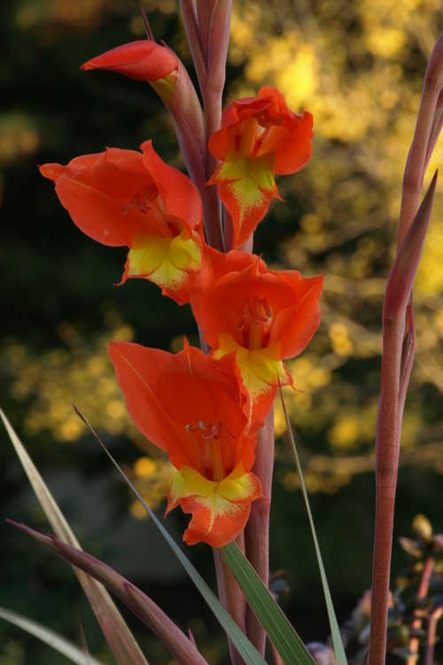 Gladiolus dalenii 'Halloweenie' (parrot beak gladiolus)
