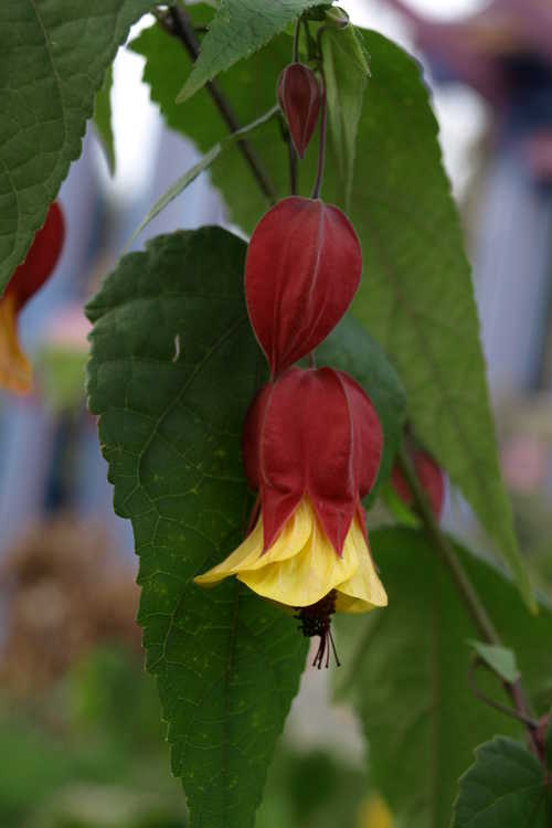 Abutilon megapotamicum 'Little Imp' (flowering maple)